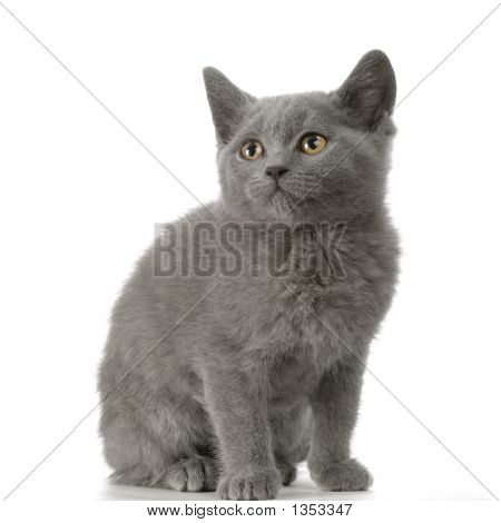 Chartreux Kitten